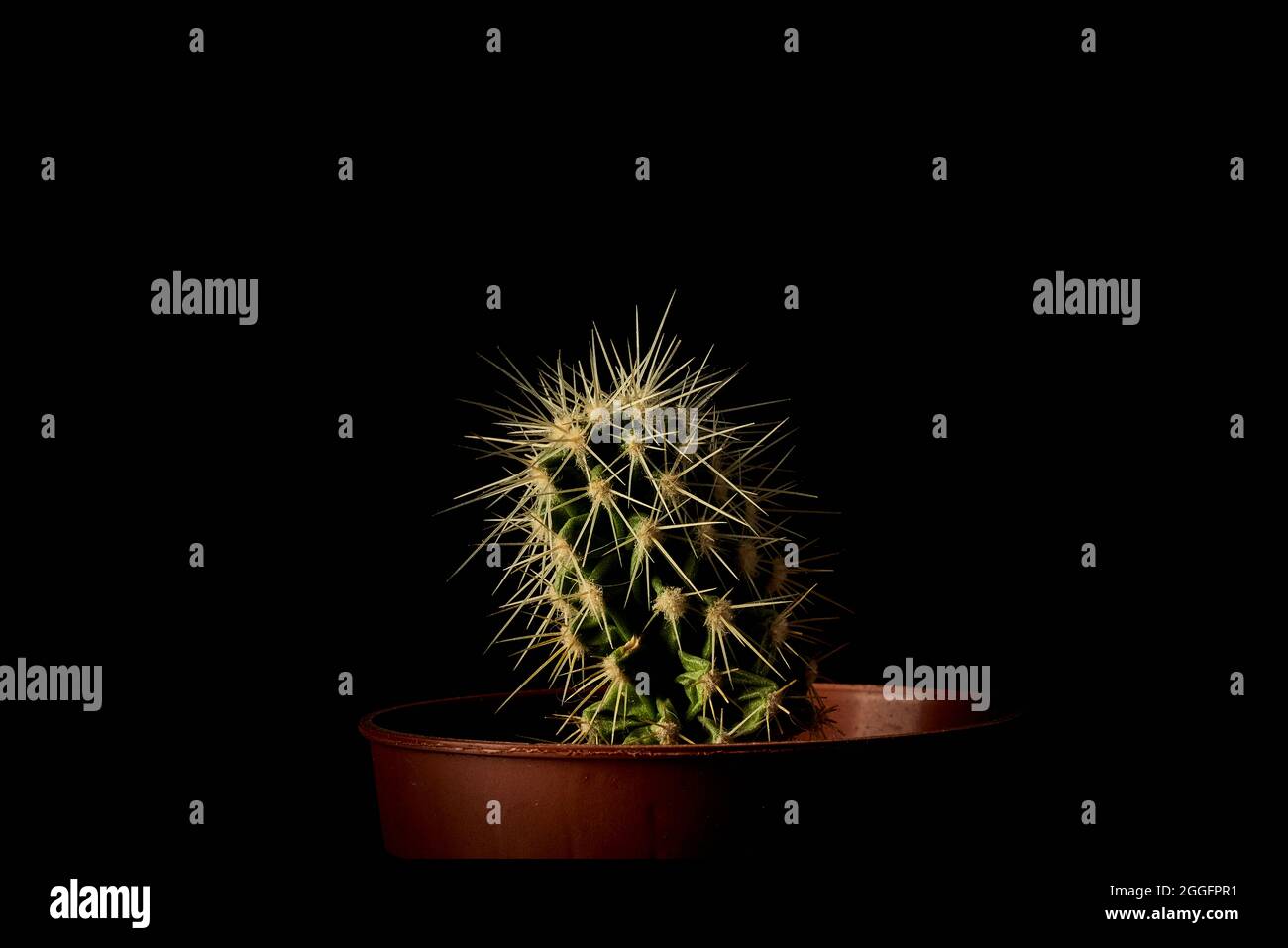 Cactus dans un pot dans l'obscurité Banque D'Images