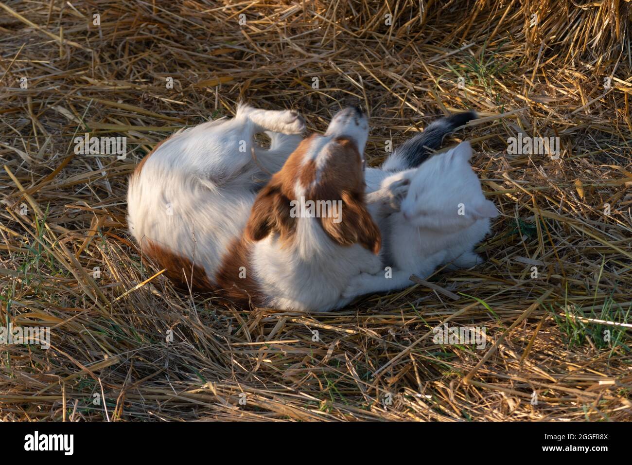 Deux animaux domestiques, un chien et un chat jouent à des jeux de lutte sur la paille, amitié animale inhabituelle dans la campagne Banque D'Images