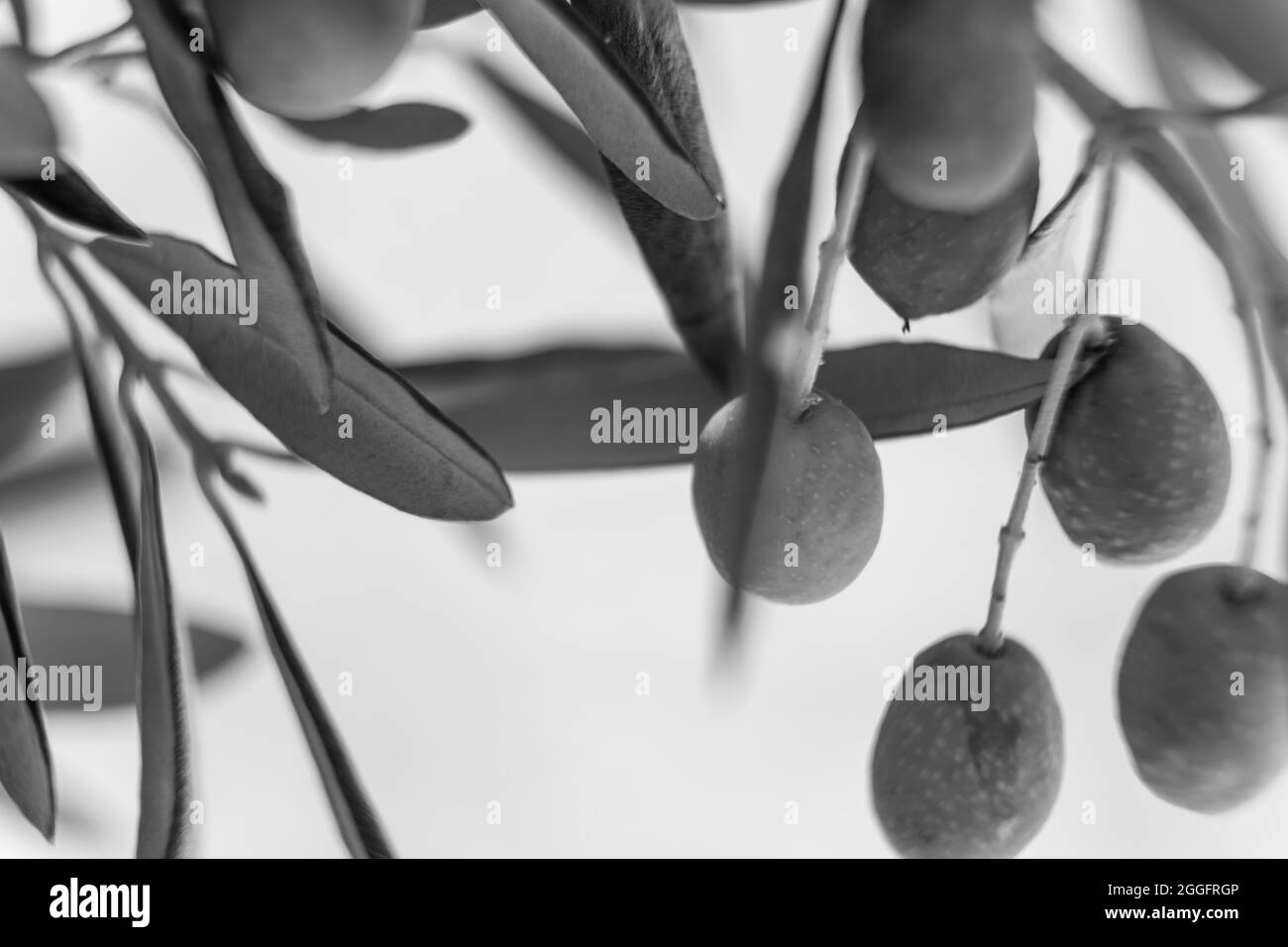 Photo rapprochée des oliviers avec des olives sur la branche Banque D'Images