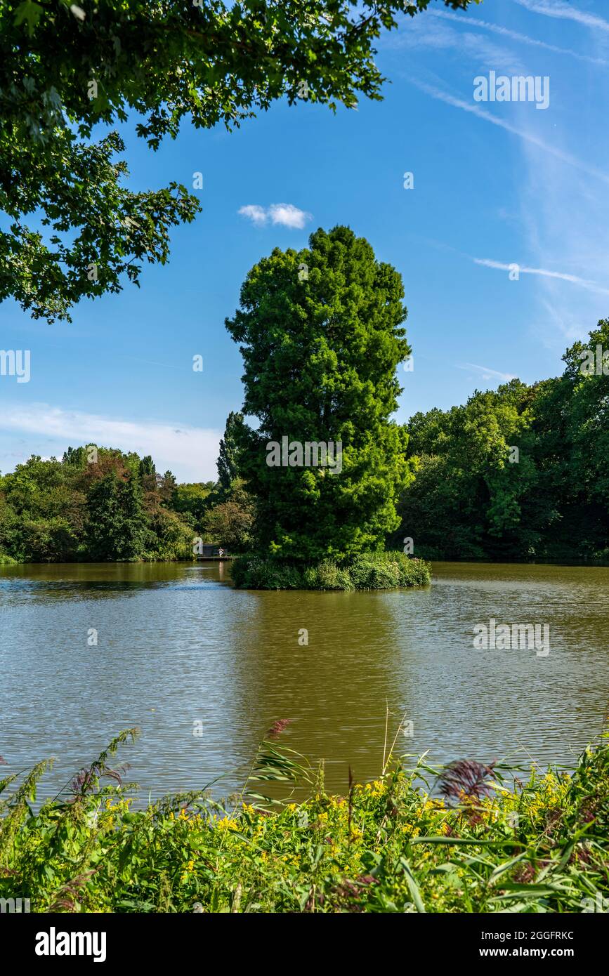 Le parc du château à Herten, Schlosseich, étang, île d'un seul arbre, NRW, Allemagne, Banque D'Images
