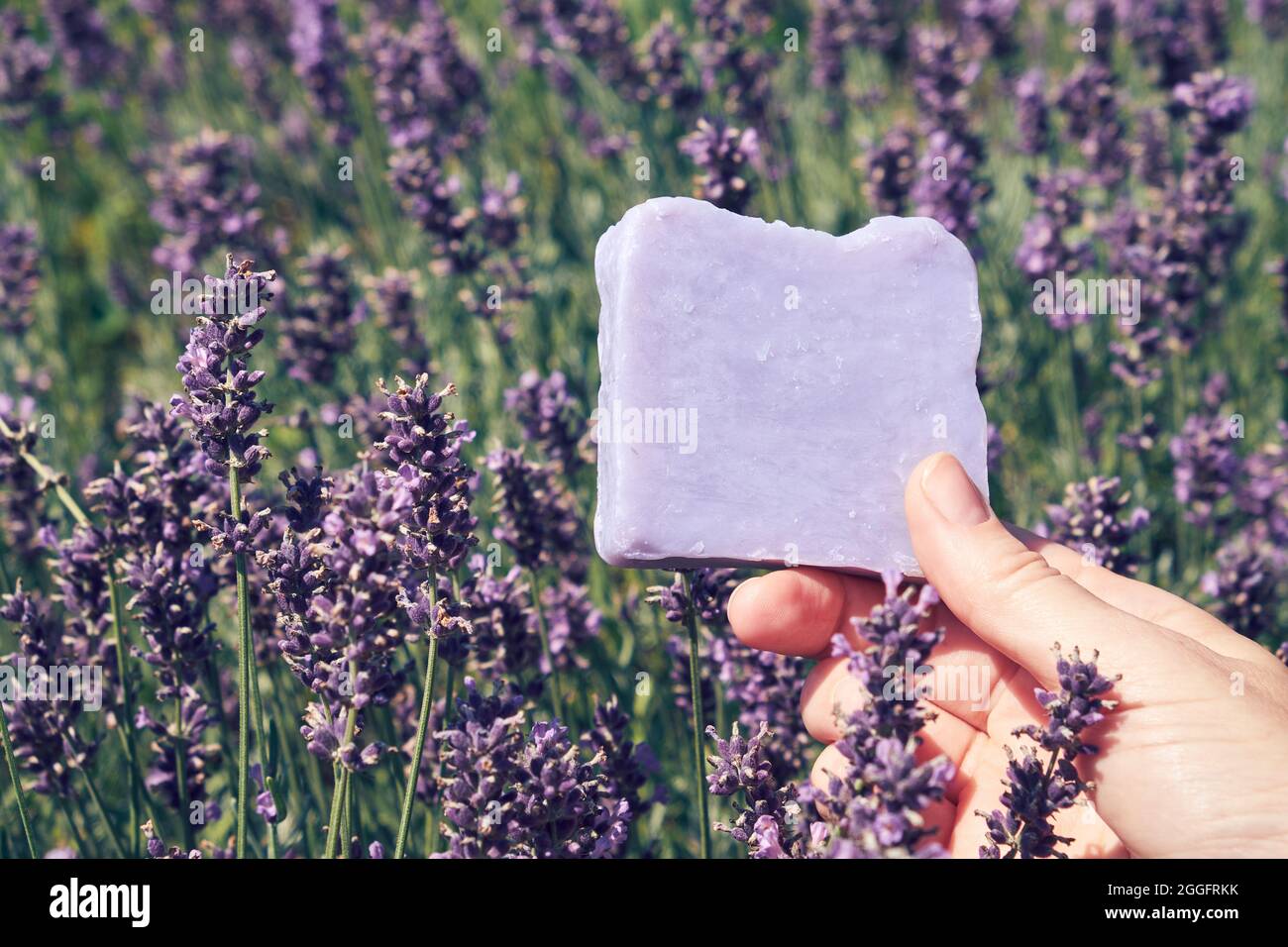 Barre de savon de lavande maison à la main, champ de fleurs de lavande sur fond. Banque D'Images