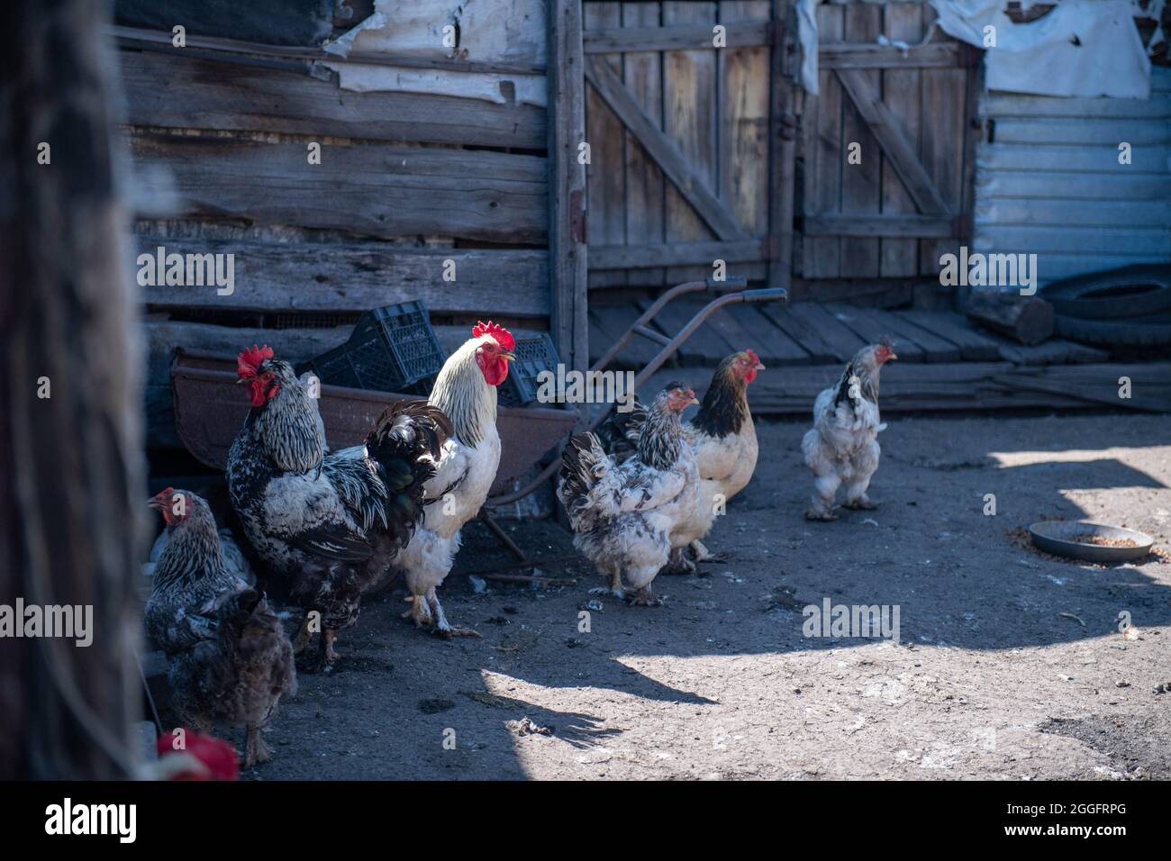 les coqs et les poulets marchent dans la cour de la grange Banque D'Images
