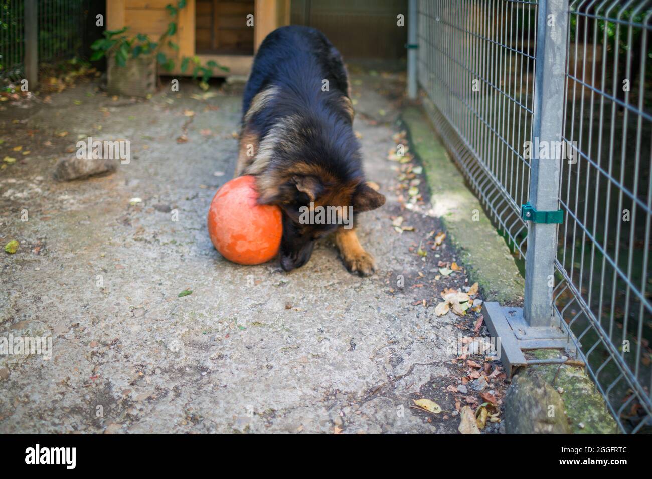 Le Berger allemand « Ajax » essaie de faire éclater sa nouvelle balle et parce qu'il échoue, il se met en colère et croise à elle. Banque D'Images