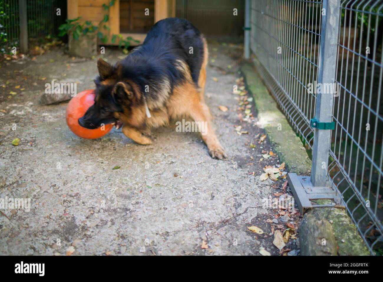 Le Berger allemand « Ajax » essaie de faire éclater sa nouvelle balle et parce qu'il échoue, il se met en colère et croise à elle. Banque D'Images