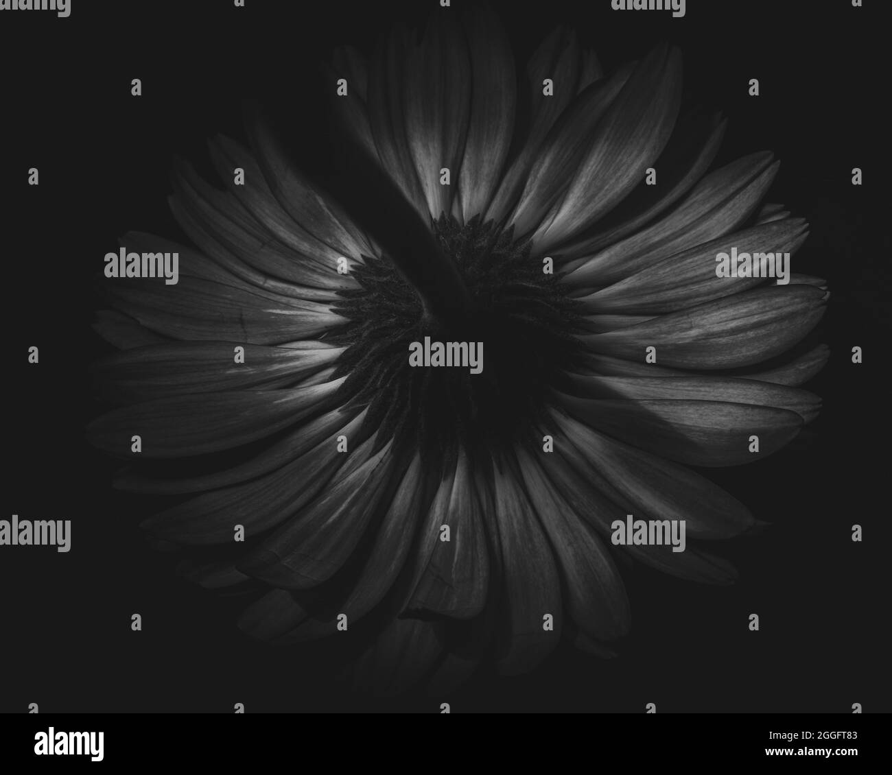 Fleurs Art Banque D'Images