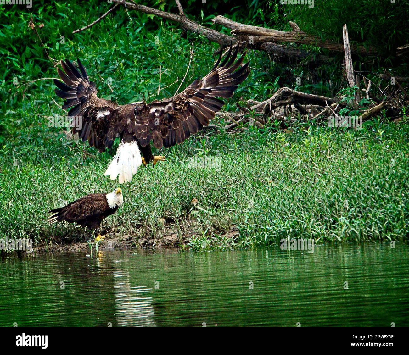 L'aigle chauve américain Banque D'Images