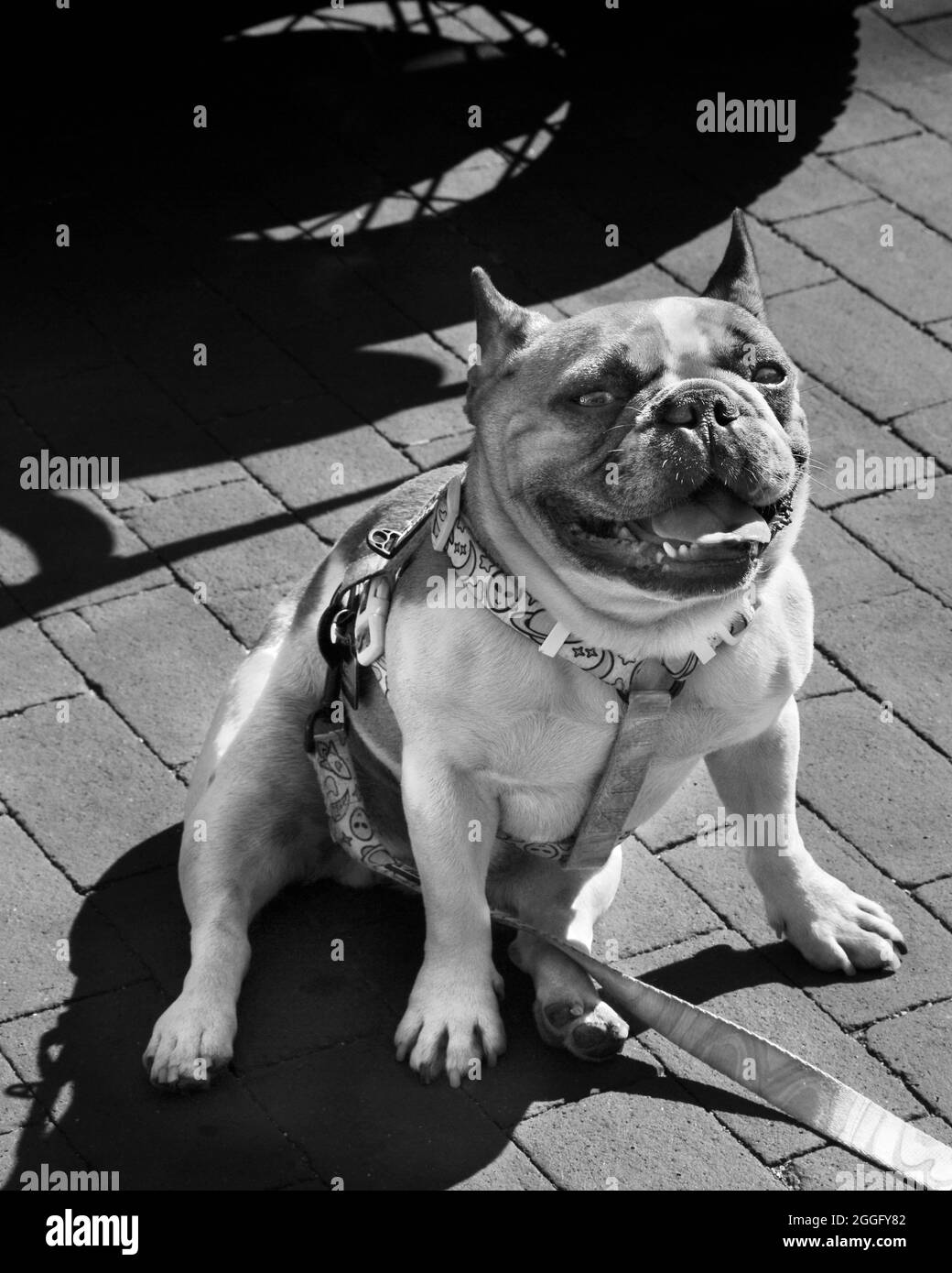 Un bulldog sur une laisse se trouve sur un trottoir à Santa Fe, au Nouveau-Mexique. Banque D'Images