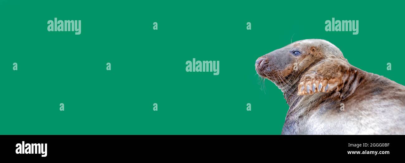 Phoque gris de l'Atlantique, Halichoerus grypus, animal couché près de l'eau vert foncé, place pour le texte avec espace de copie Banque D'Images