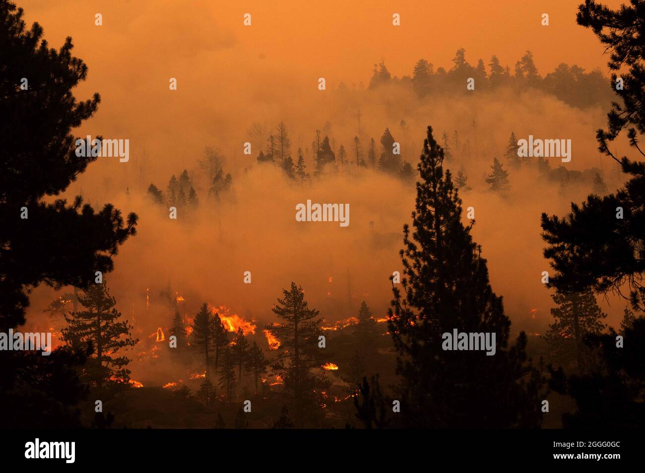 Stateline, NV, États-Unis. 30 août 2021. Les arbres brûlent le long de la crête est le long de l'autoroute 89 pendant le feu Caldor le lundi 30 août 2021 dans le comté d'El Dorado. (Image de crédit : © Paul Kitagaki Jr./ZUMA Press Wire) Banque D'Images