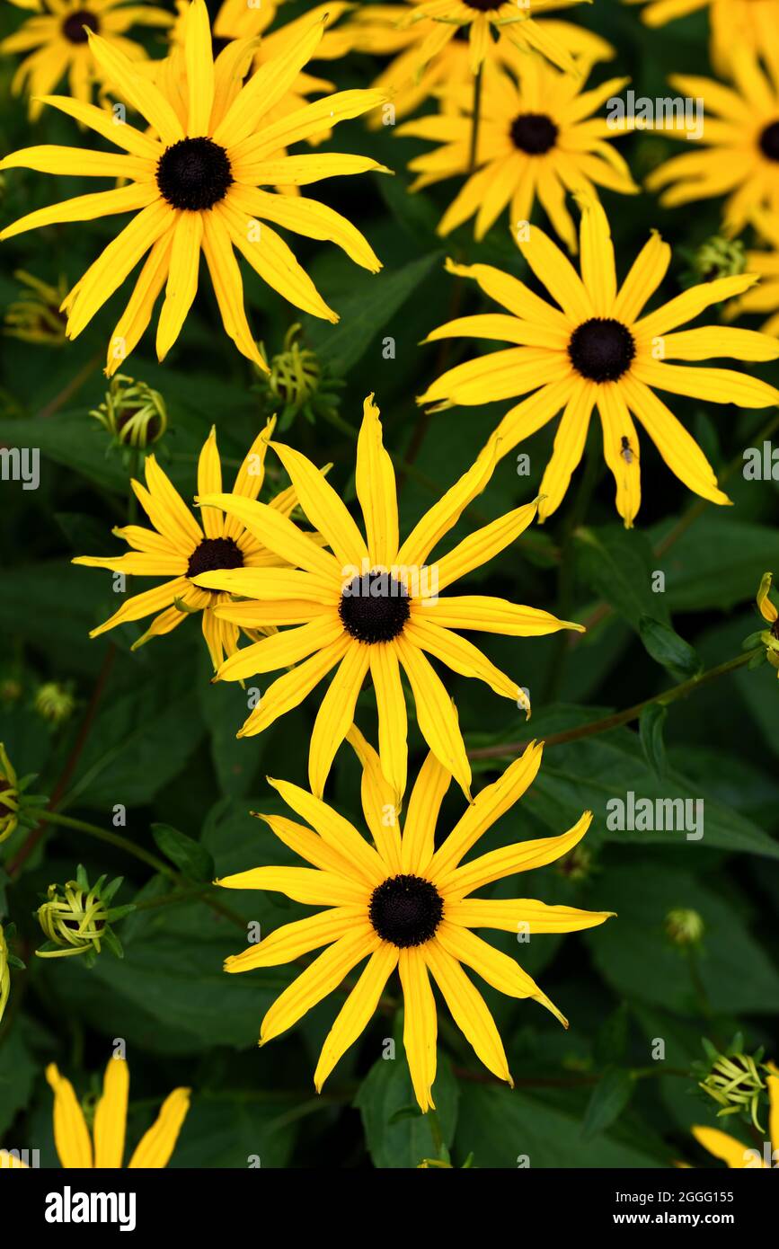 Les têtes de fleurs jaunes de la fleur conique du DEAM. Banque D'Images