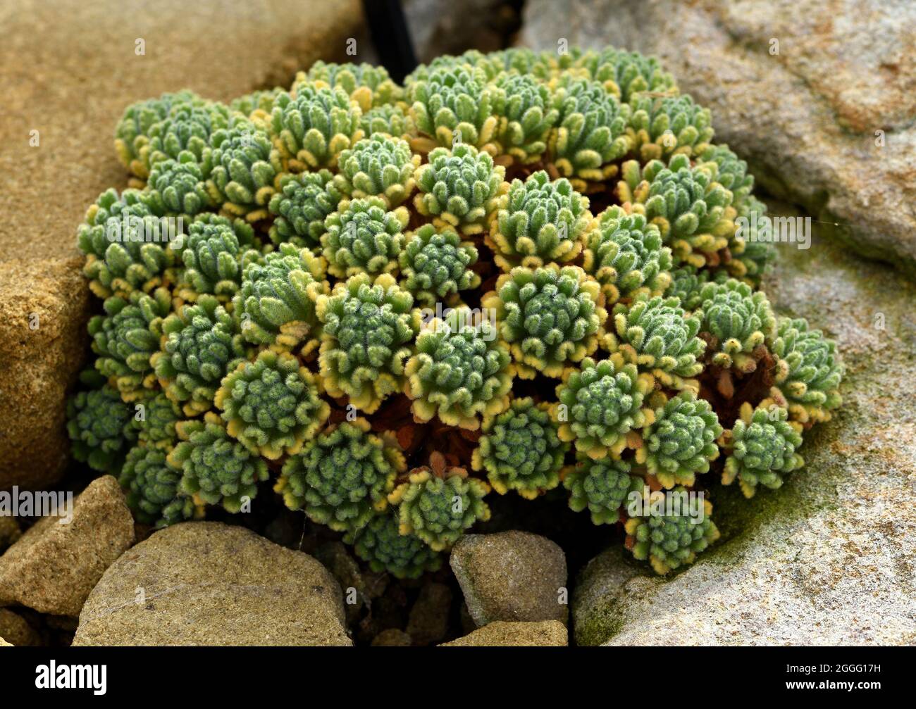 Un coussin de Dionysia arétioides Bevere. Banque D'Images