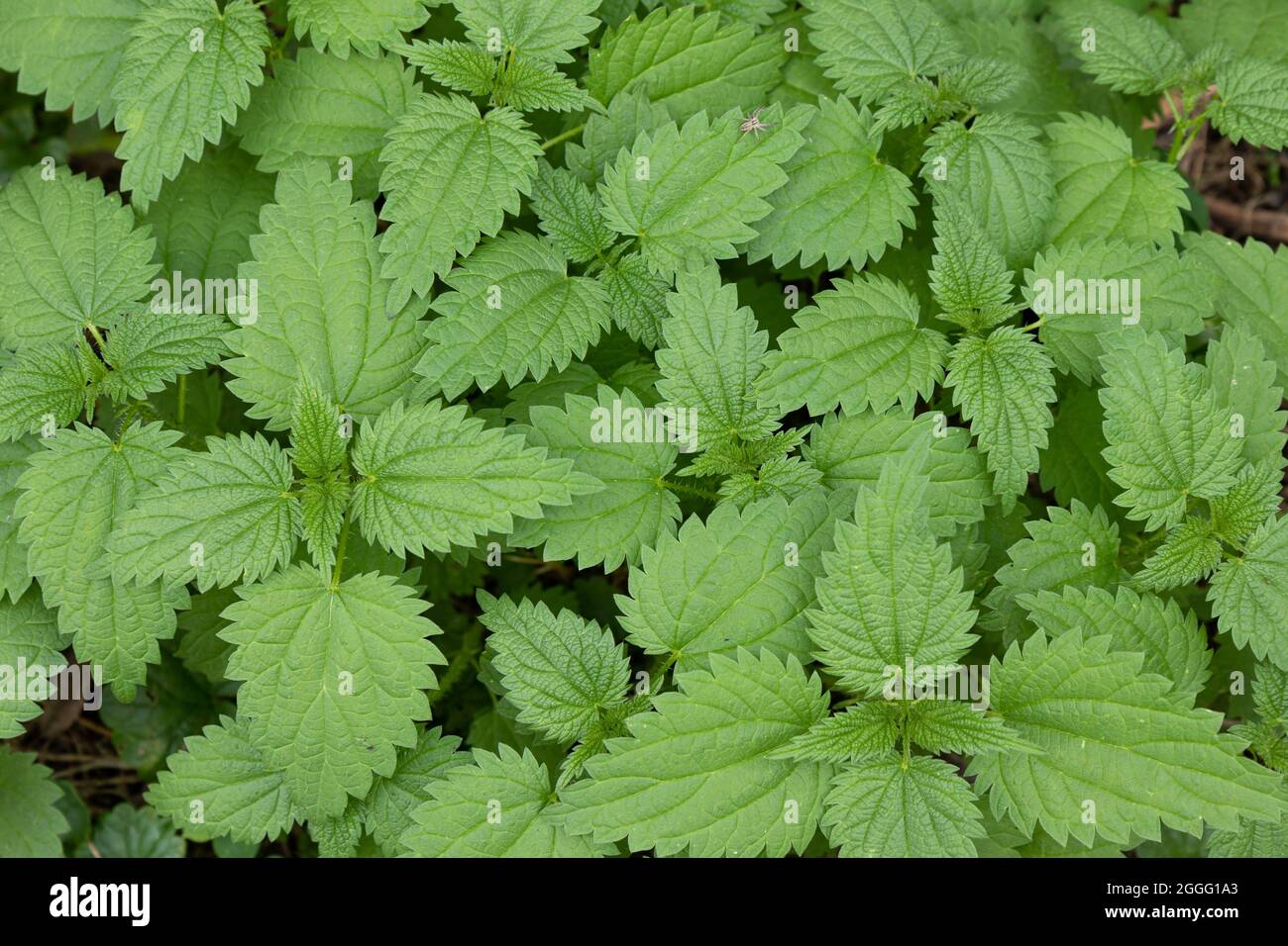 arrière-plan de feuilles d'ortie fraîche, vue de dessus d'un épais orties, arrière-plan de feuilles de vert nature Banque D'Images