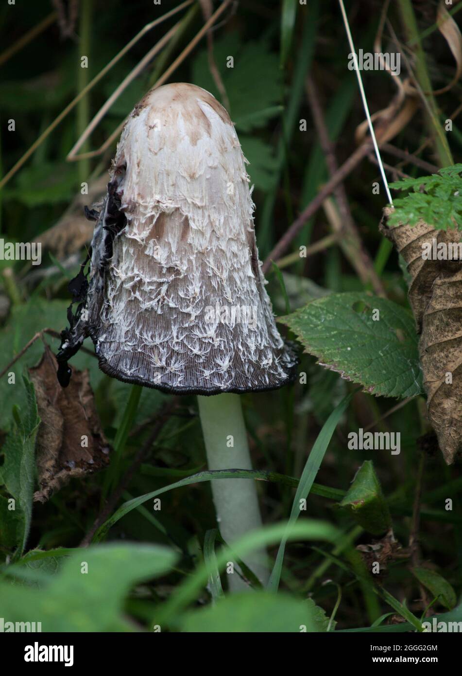 Capsule d'encre de Shaggy champignon toadfet champignon Banque D'Images