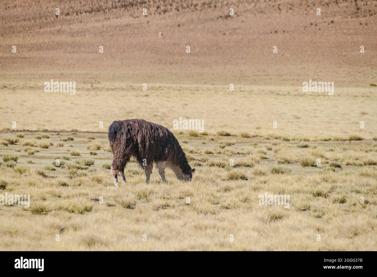 Lama (alpaga) dans la région d'Aguanapampa à l'Altiplano bolivien Banque D'Images