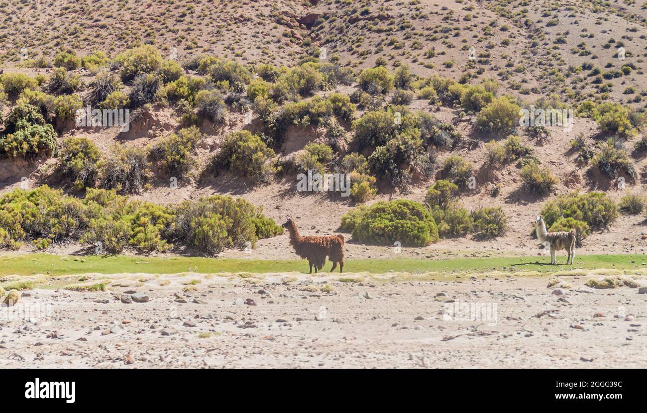 Lamas (alpacas) dans la région d'Aguanapampa à l'Altiplano bolivien Banque D'Images