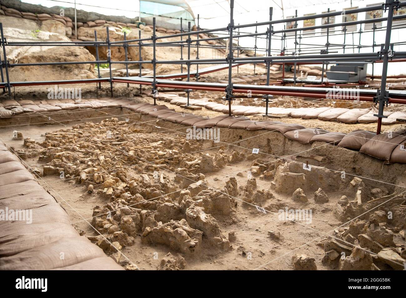 Langebaanweg, Afrique du Sud. 31 août 2021. Photo prise le 31 août 2021 montre un site fossile au West Coast Fossil Park à Langebaanweg, Afrique du Sud. Le parc a des restes fossiles fauniques bien conservés qui datent d'il y a environ 5.2 millions d'années. Crédit: LYU Tianran/Xinhua/Alay Live News Banque D'Images