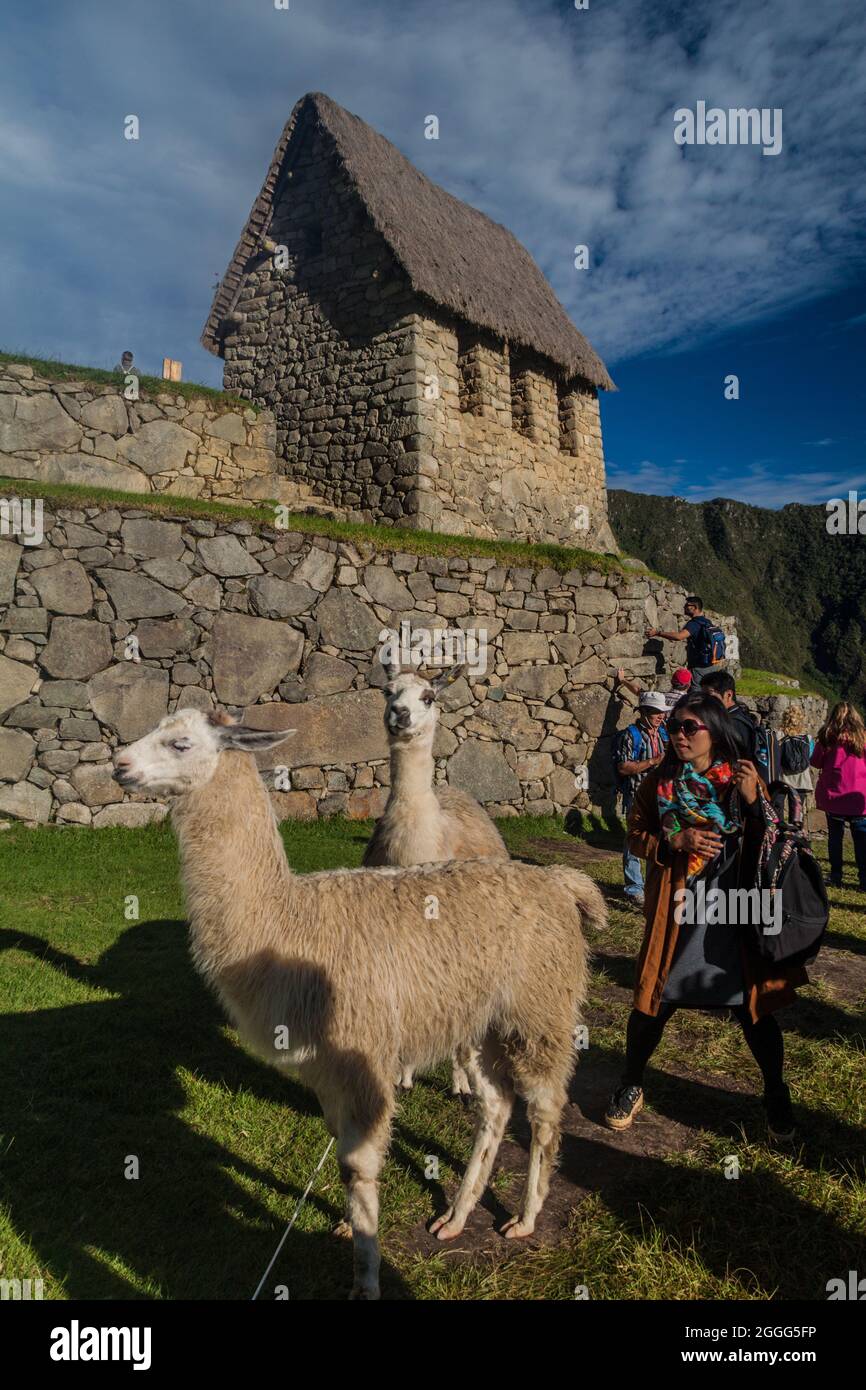 MACHU PICCHU, PÉROU - 18 MAI 2015: Touristes avec des lamas et un bâtiment appelé guardhouse aux ruines de Machu Picchu, Pérou. Banque D'Images