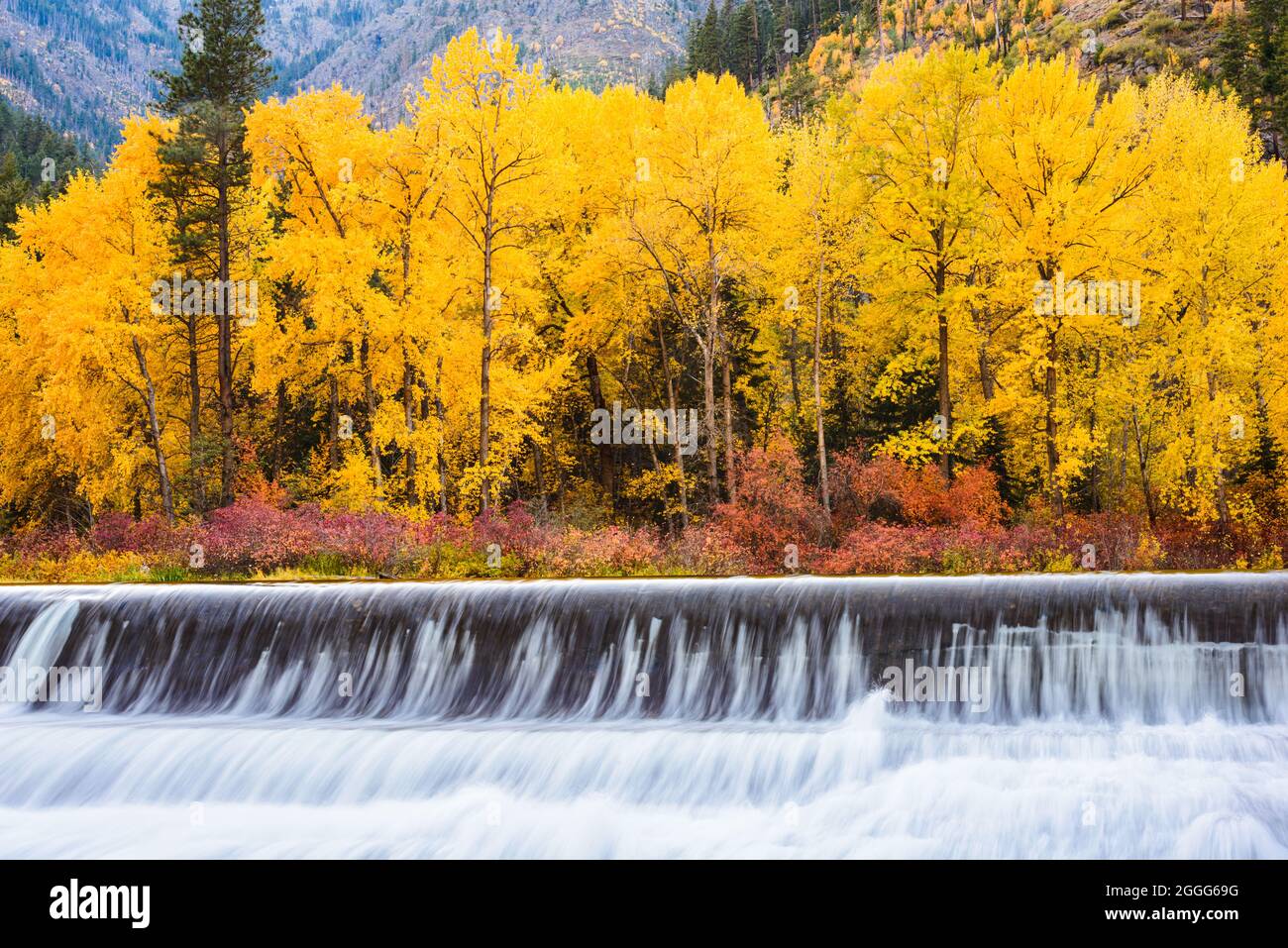 Un groupe d'arbres jaunes en automne au-dessus du barrage de Tumwater dans les Cascades de Washington Banque D'Images