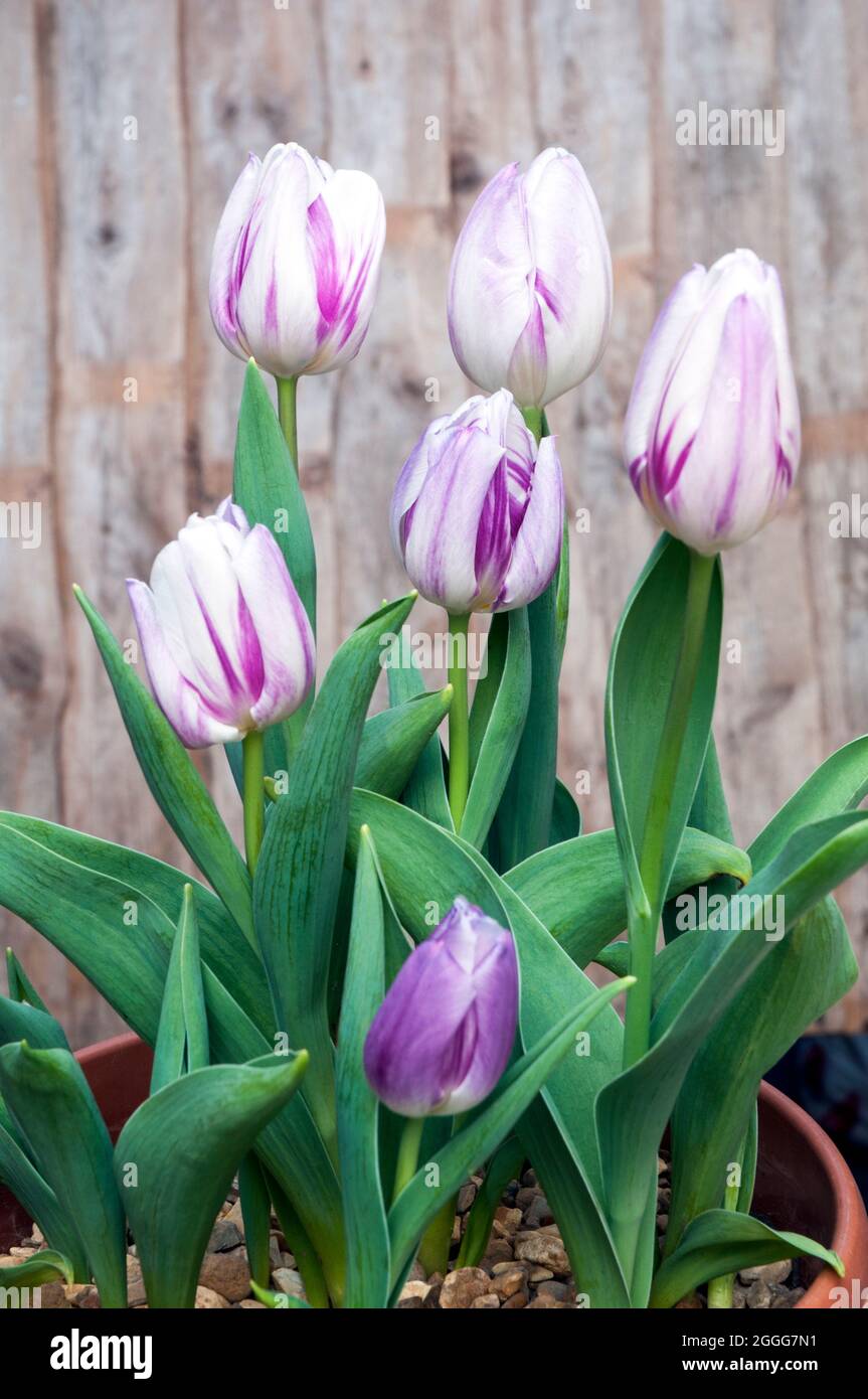 Groupe de drapeau d'évasement tulipa. Une unique tulipe double couleur violet et blanc à fleurs de printemps, appartenant au groupe de triomphe des tulipes de la division 3 Banque D'Images