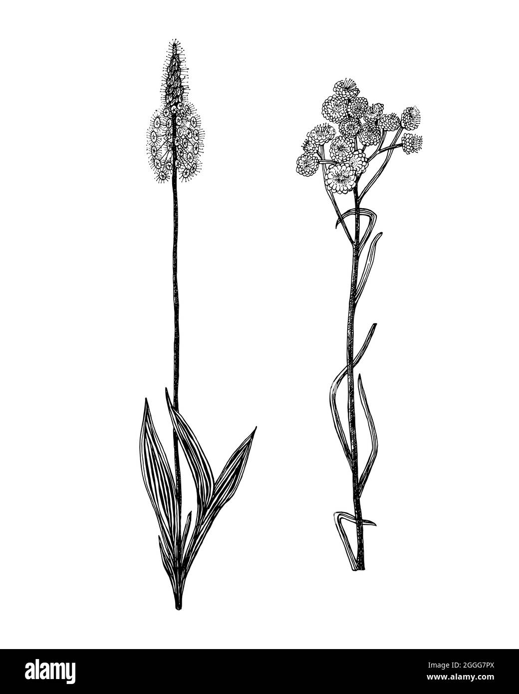 Plantago ou Helicrysum arenarium ou everlast nain ou immortelle. Illustration de plantes botaniques. Herbes vivaces herbacées millésimes. Motif floral dessiné à la main Illustration de Vecteur