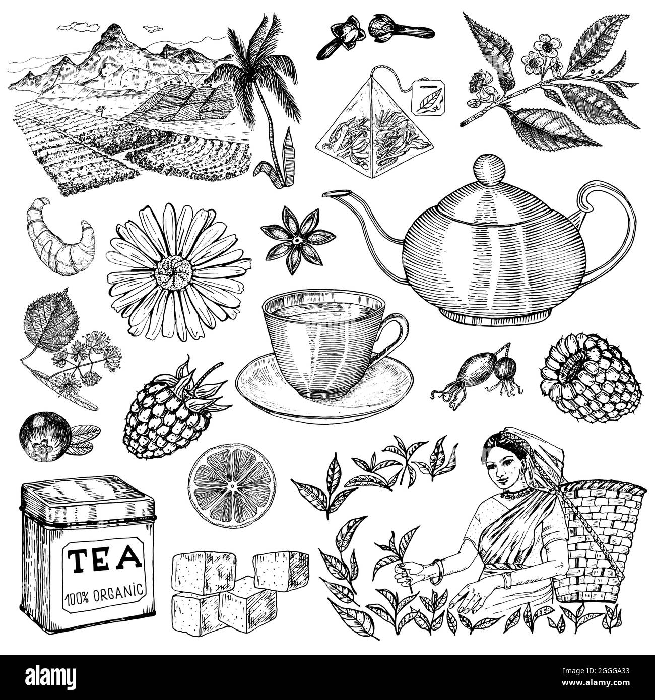 Tisane sachet de thé préparation instructions de cuisson. Théière, tasse, sucre, plantes, paysage, framboises, croissant, citron, camomille. La femme récolte Illustration de Vecteur