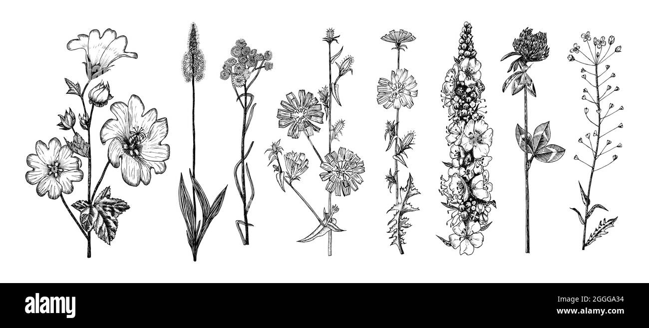 Althaea Clover Trefroil Capsella Mullein Verbascum Cichorium chicorée endive Plantago ou Helicrysum arenarium ou nain everlast ou immortelle Illustration de Vecteur