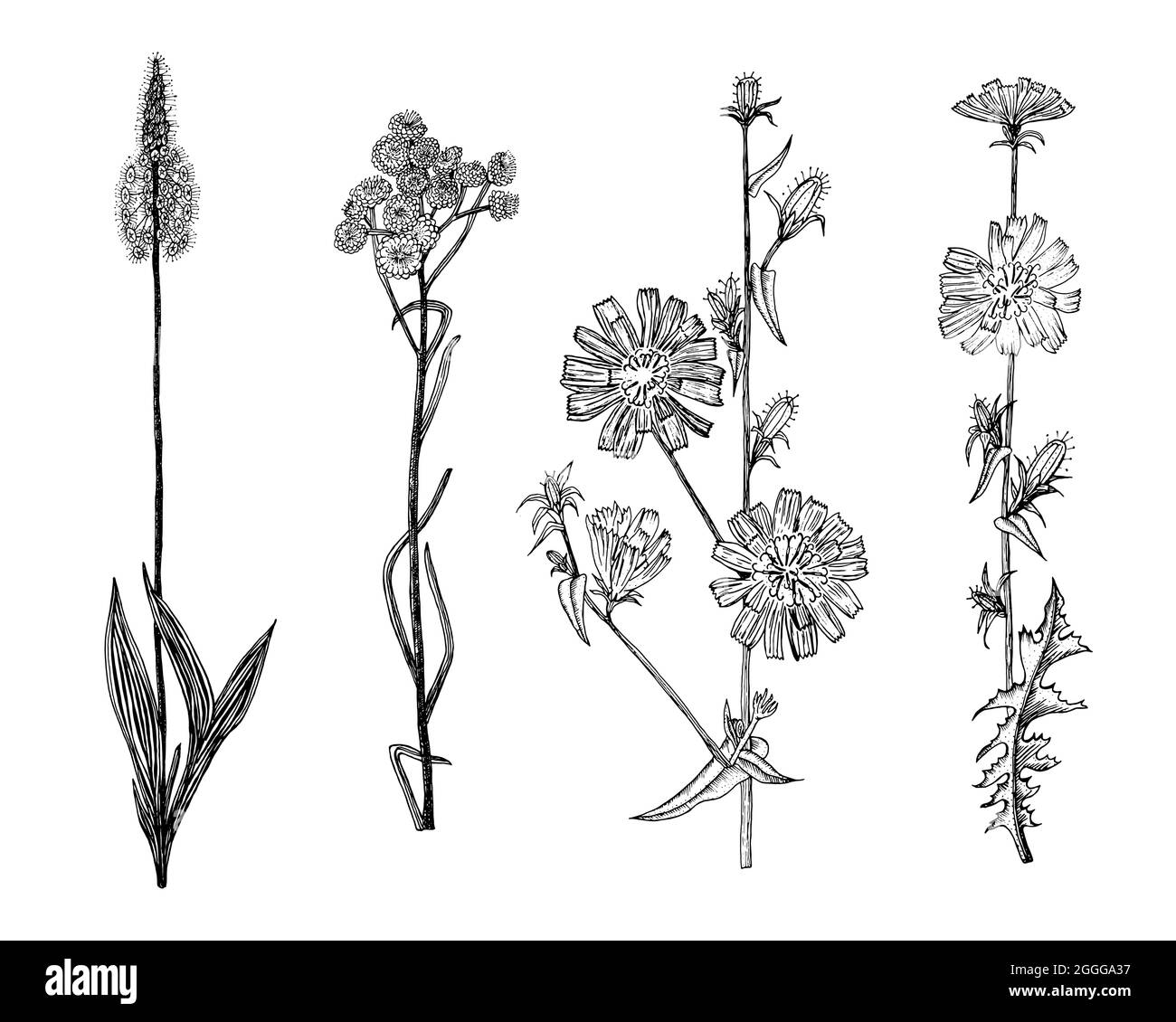 Cichorium ou chicorée ou endive. Plantago ou Helicrysum arenarium ou everlast nain ou immortelle. Famille des pissenlits ou des tournesol. Plante botanique Illustration de Vecteur