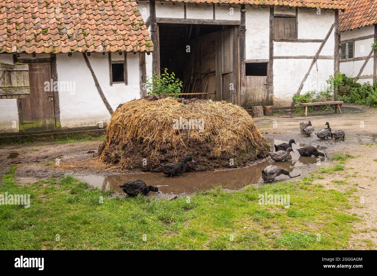 Genk, Belgique - 11 août 2021 : Domein Bokrijk. Les canards noirs travaillent de la boue et de l'eau autour d'un tas de fumier brun sur la cour de la vieille ferme. Blanc peint wa Banque D'Images