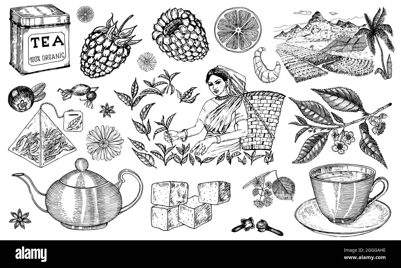 Tisane sachet de thé préparation instructions de cuisson. Théière, tasse, sucre, plantes, paysage, framboises, croissant, citron, camomille. La femme récolte Illustration de Vecteur