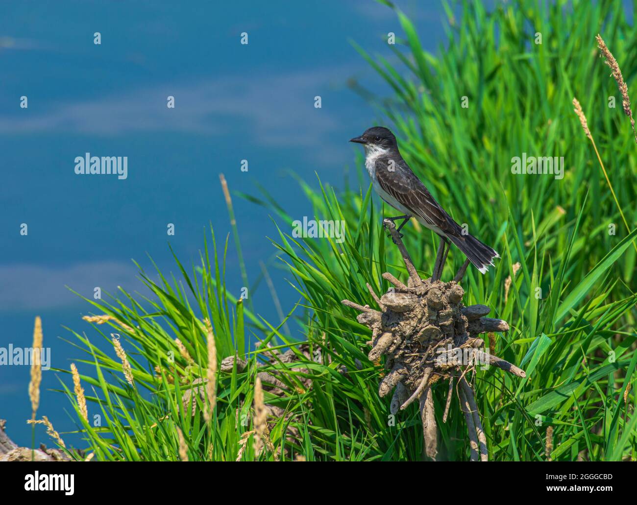 Oiseau royal de l'est (Tyrannus tyrannus) perché sur une petite souche d'arbre le long de la rive d'East Plum Creek, Castle Rock Colorado USA. (Photo prise en juillet.) Banque D'Images