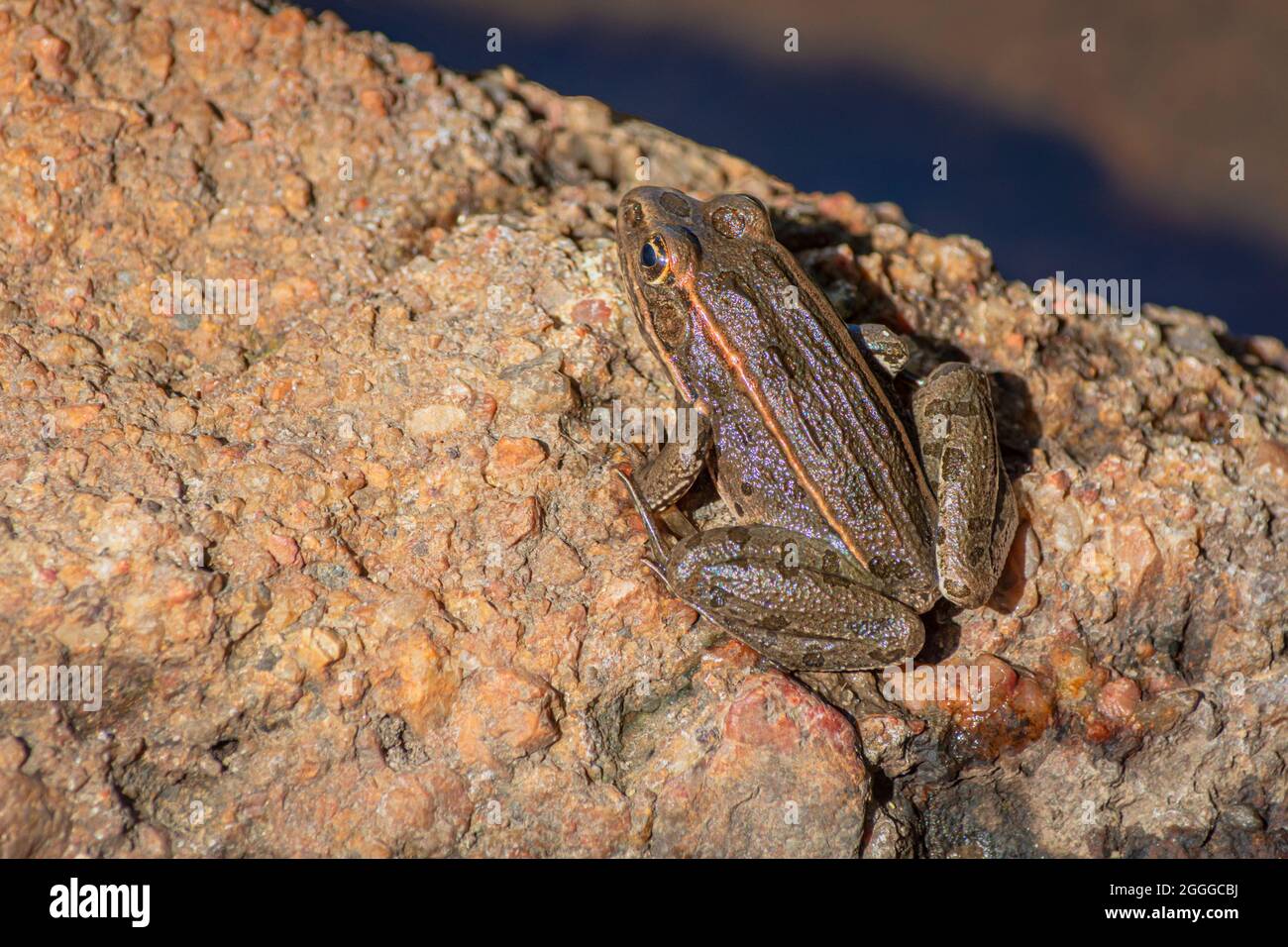 Jeune Grenouille léopard des plaines (Lithobates blari anciennement Rana blari), assis sur la roche dans la petite crique de marais marécageux, Castle Rock Colorado USA. Banque D'Images