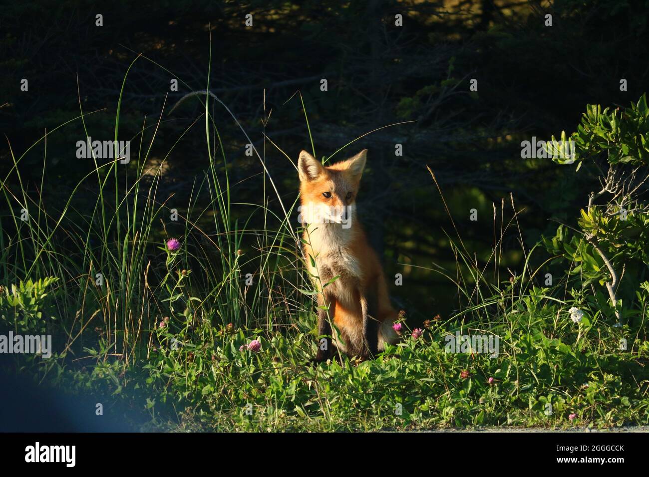 Red Fox au parc provincial Martinique Beach, Nouvelle-Écosse Banque D'Images