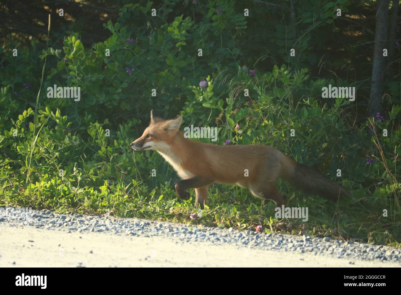 Red Fox au parc provincial Martinique Beach, Nouvelle-Écosse Banque D'Images