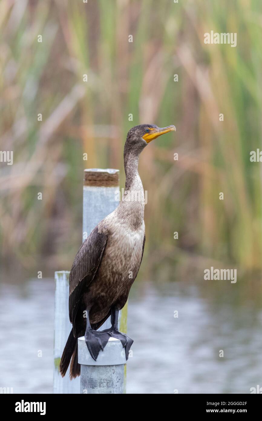 Double Cormorant Crested debout sur un mât de l'homme au marais local. Banque D'Images