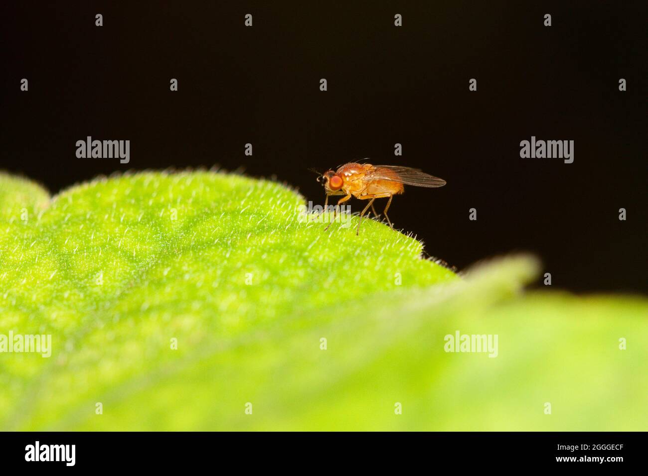 Capture macro d'une mouche de fruit sur une feuille de plante sur fond noir avec espace libre pour le texte Banque D'Images