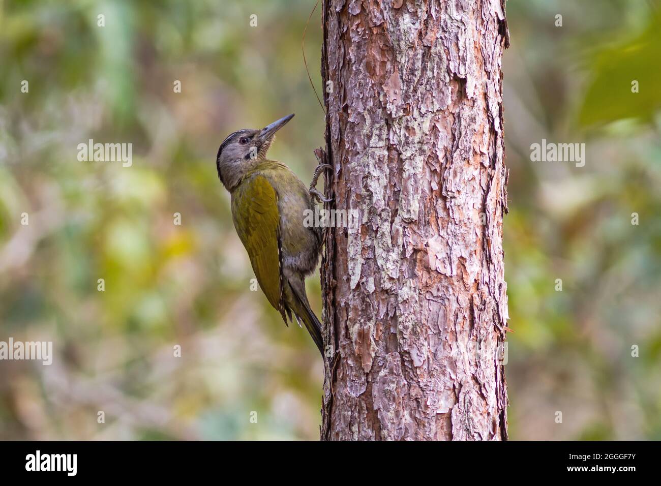 Une femelle Laced Woodpecker (Picus vittatus) forant des pins pour la nourriture au parc national de Nam Nao, Thaïlande Banque D'Images