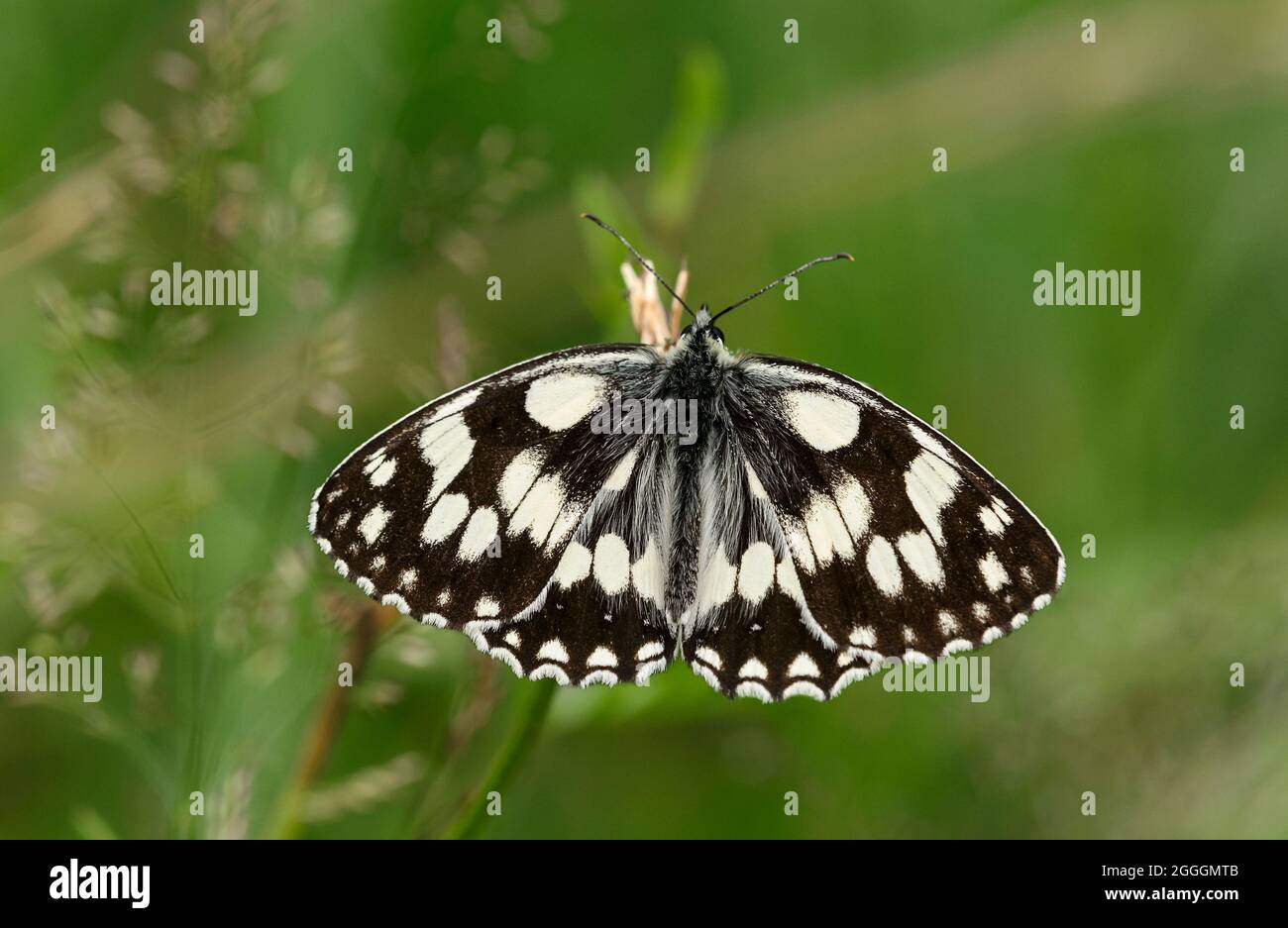 Papillon blanc marbré (Melanargia galathea), Valais, Suisse Banque D'Images