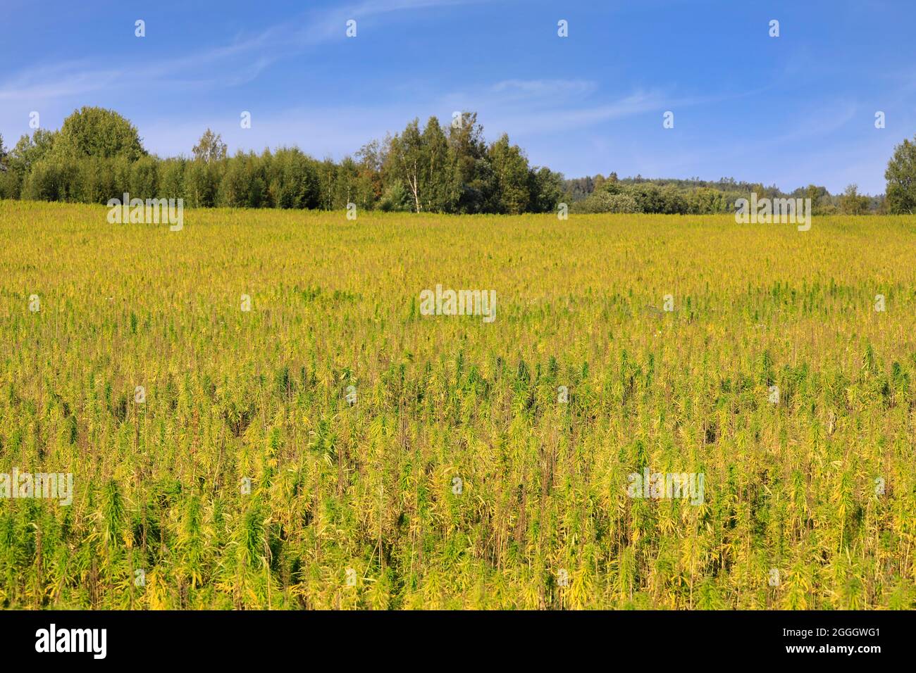 Chanvre industriel, Cannabis sativa, de la variété Finola, cultivé en Finlande en août. Le chanvre agricole à faible teneur en THC est utilisé pour produire de l'huile de graines de chanvre. Banque D'Images