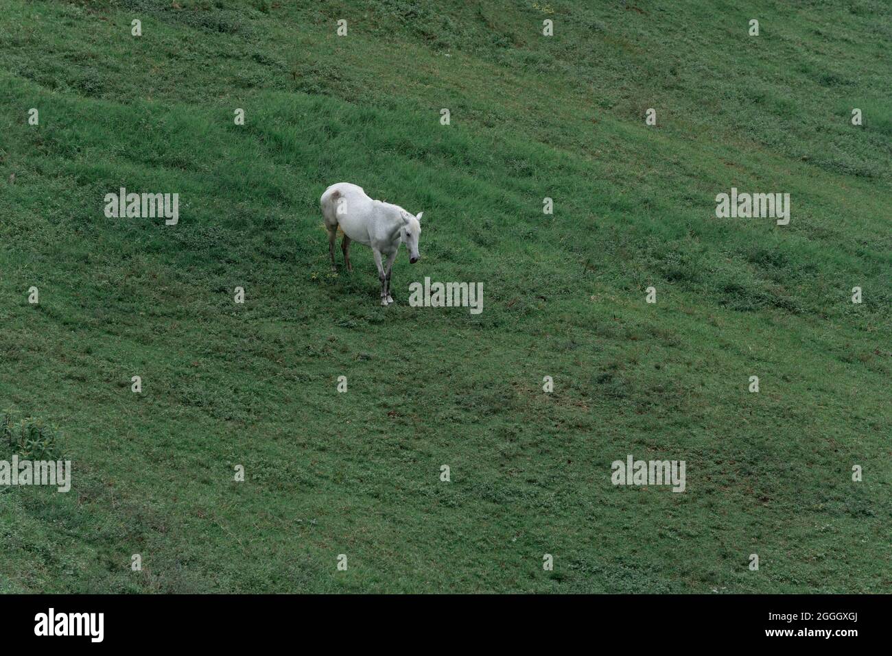 Un cheval blanc solitaire debout seul sur un pré vert herbacé Banque D'Images