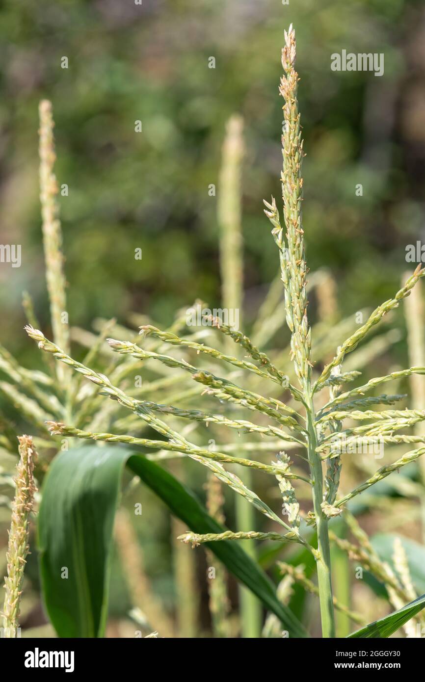Gros plan des fleurs sur les plants de maïs Banque D'Images