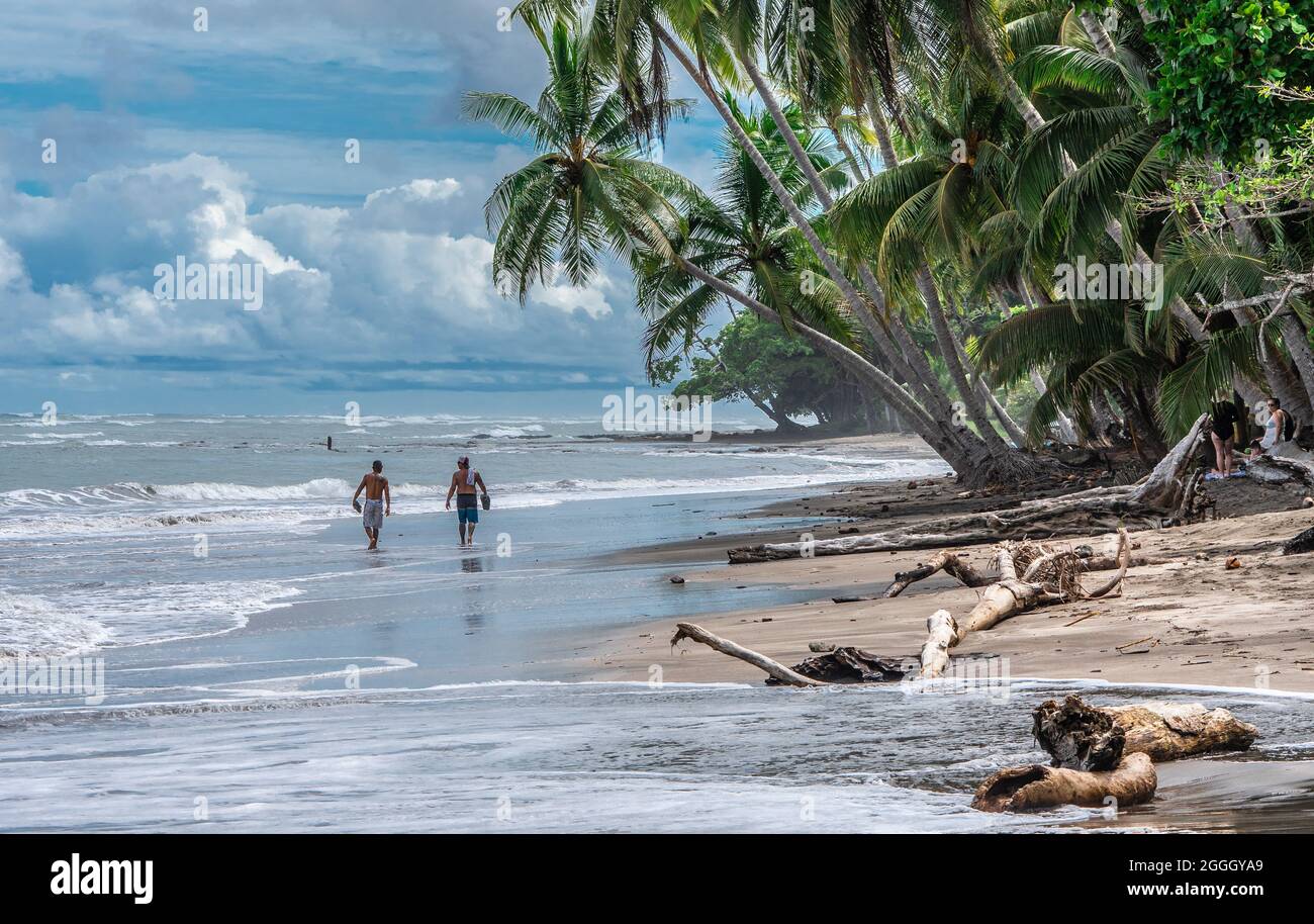 Deux hommes costariciens locaux qui marchent sur une belle plage de sable bordée de grands palmiers à noix de coco verts au Cosast du Pacifique du Costa Rica tropical. Banque D'Images