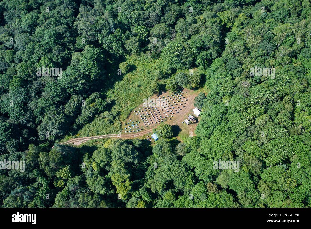 Vue de dessus d'un apiaire d'abeilles en été dans la forêt. Banque D'Images