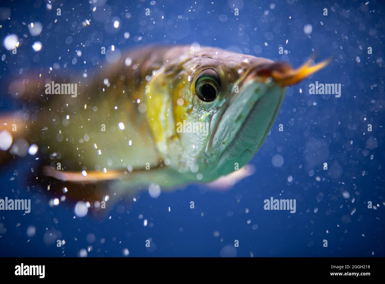 Poisson d'arowana doré ou poisson dragon dans un réservoir de poissons isolé sur fond bleu Banque D'Images