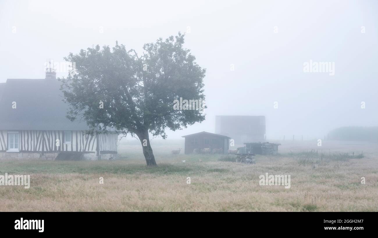 vieille ferme à colombages et moutons en normandie française pendant le brouillard matinal en été Banque D'Images