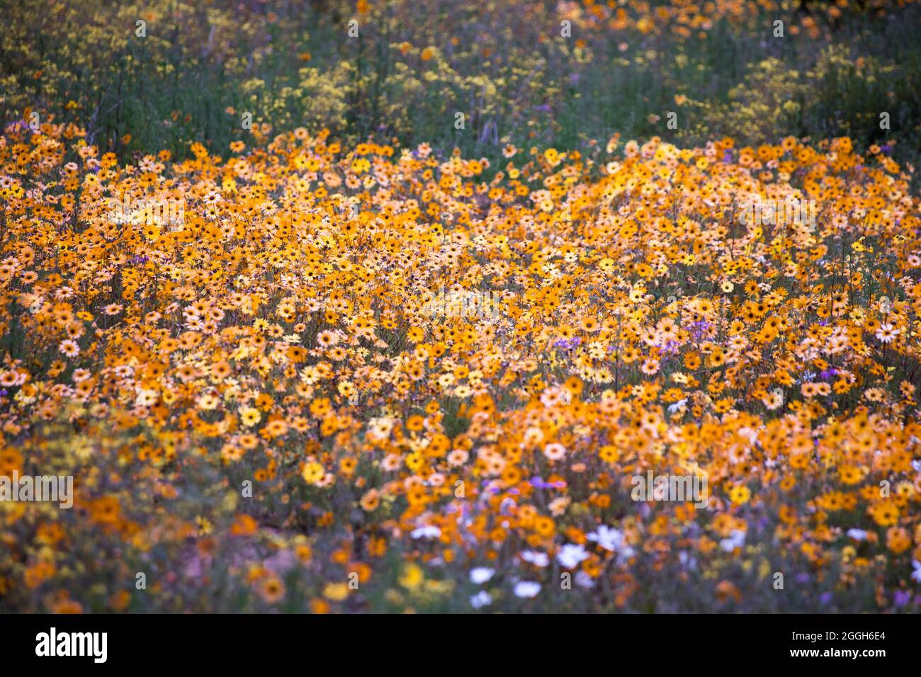 Un champ de pâquerettes sauvages naturelles du désert de Namaqualand en saison de fleurs Banque D'Images