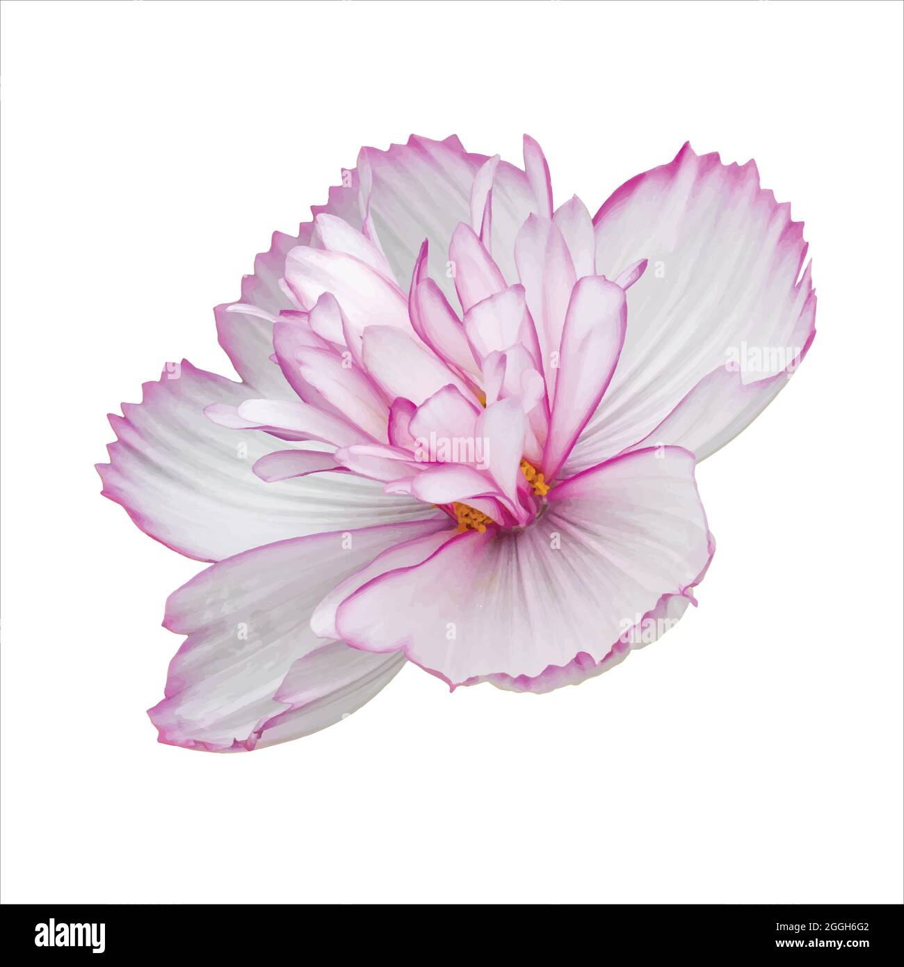 Vue latérale de la fleur de cosmos blanche avec bordure rose. Fleur de  COSMOS isolée sur blanc Image Vectorielle Stock - Alamy