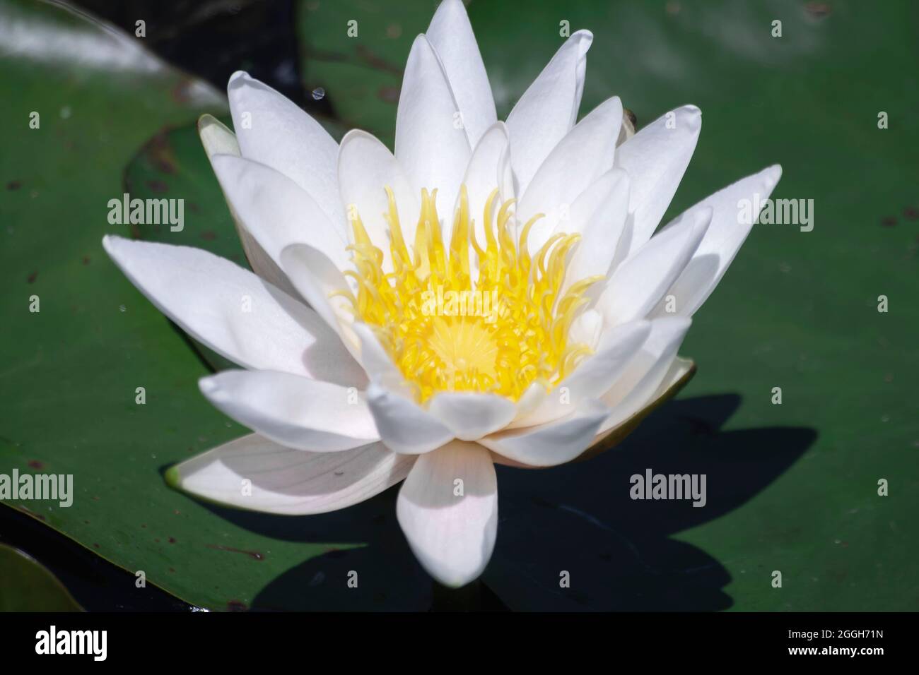Nymphaea alba connu comme la fleur flottante blanche de nénuphars européenne Banque D'Images