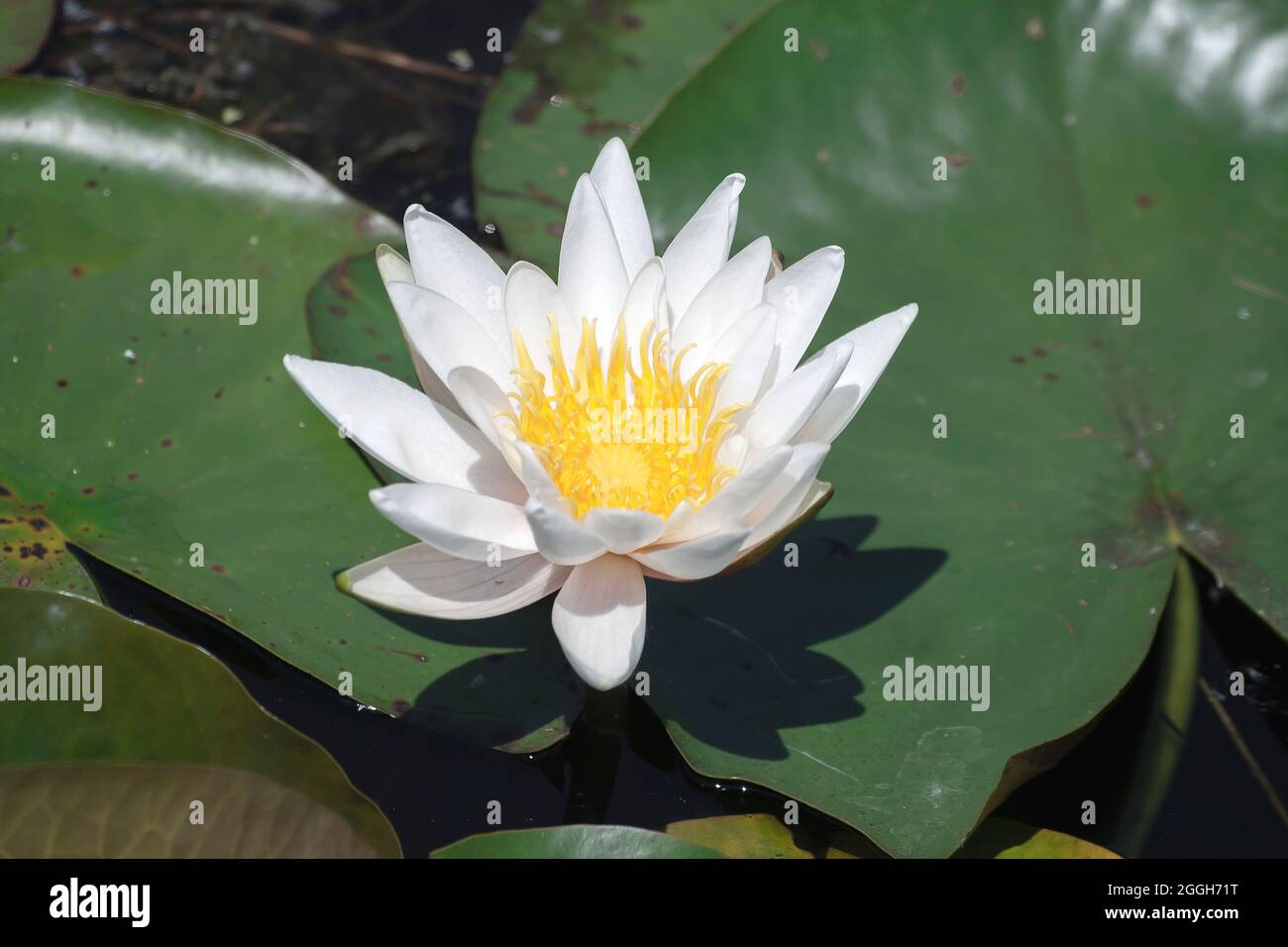 Nymphaea alba connu comme l'eau blanche européenne Lily blanc fleur flottante en fleur Banque D'Images