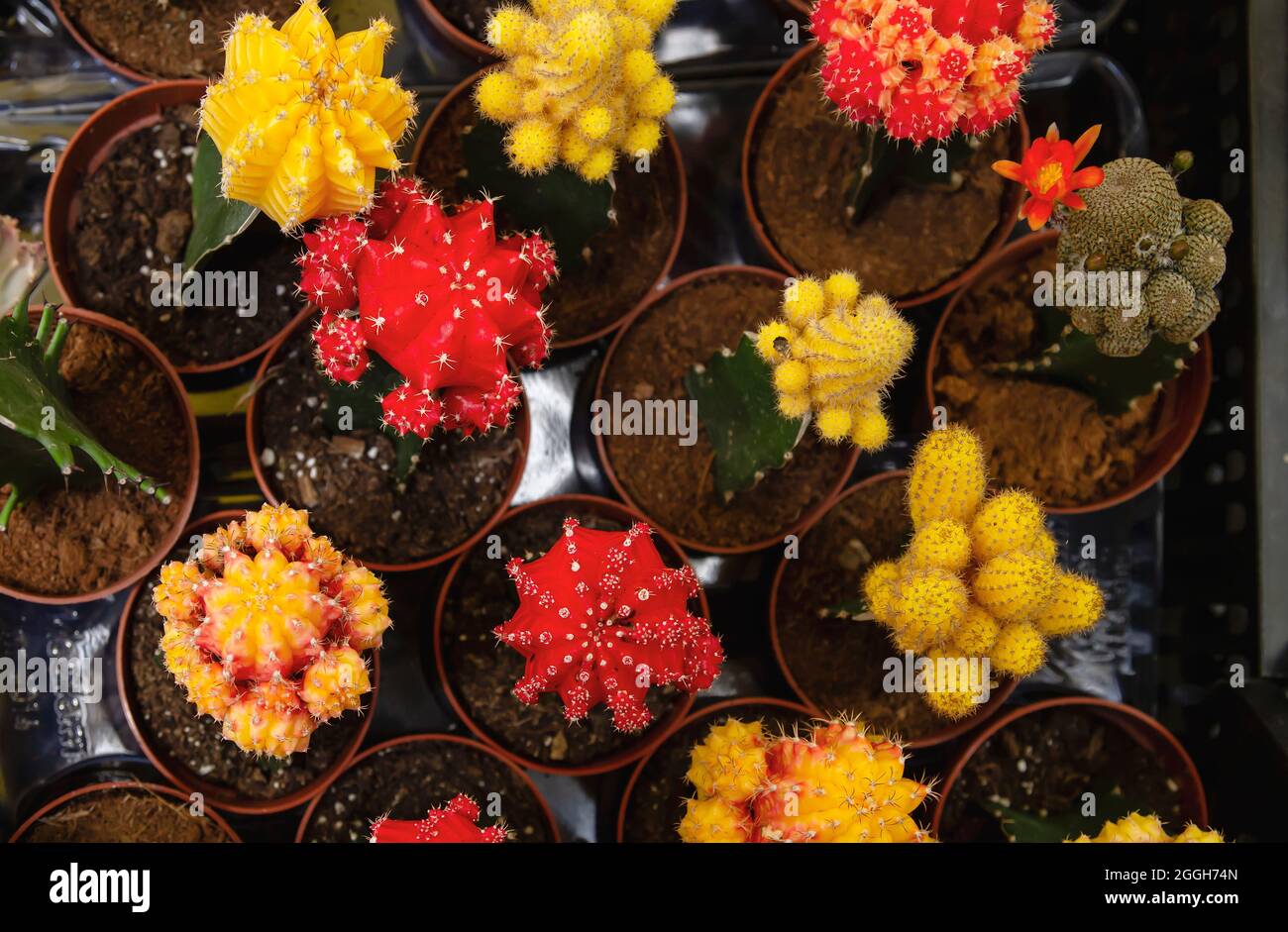 Cactus de lune en pot plantes succulentes créées à partir de Gymnocalycium mihanovichii rouge et jaune, vue de dessus Banque D'Images