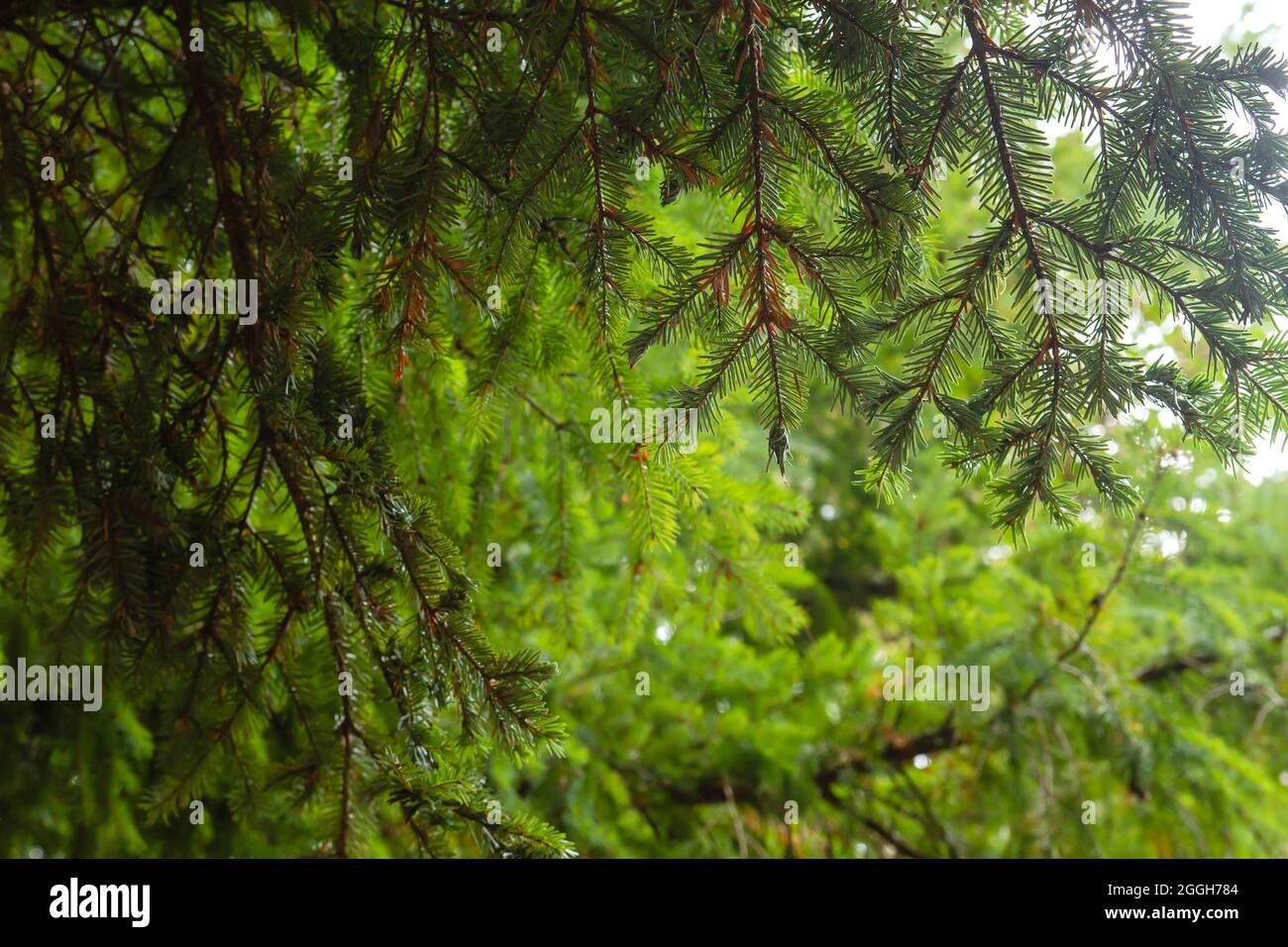 Abies alba ou sapin argenté européen arbre de conifères vert feuillage à aiguille verte Banque D'Images